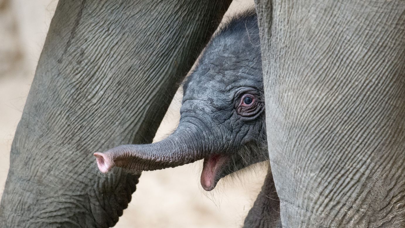 A baby elephant stands next to her mother on Monday, September 4, a day after she was born at the Tierpark Hagenbeck zoo in Hamburg, Germany.