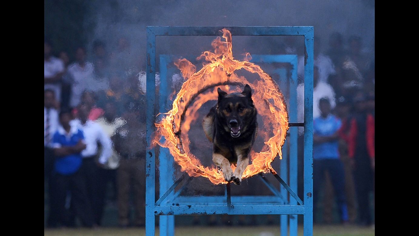A police dog jumps through a ring of fire during a demonstration in Colombo, Sri Lanka, on Thursday, September 7. Sri Lanka's police was celebrating its 151th anniversary.
