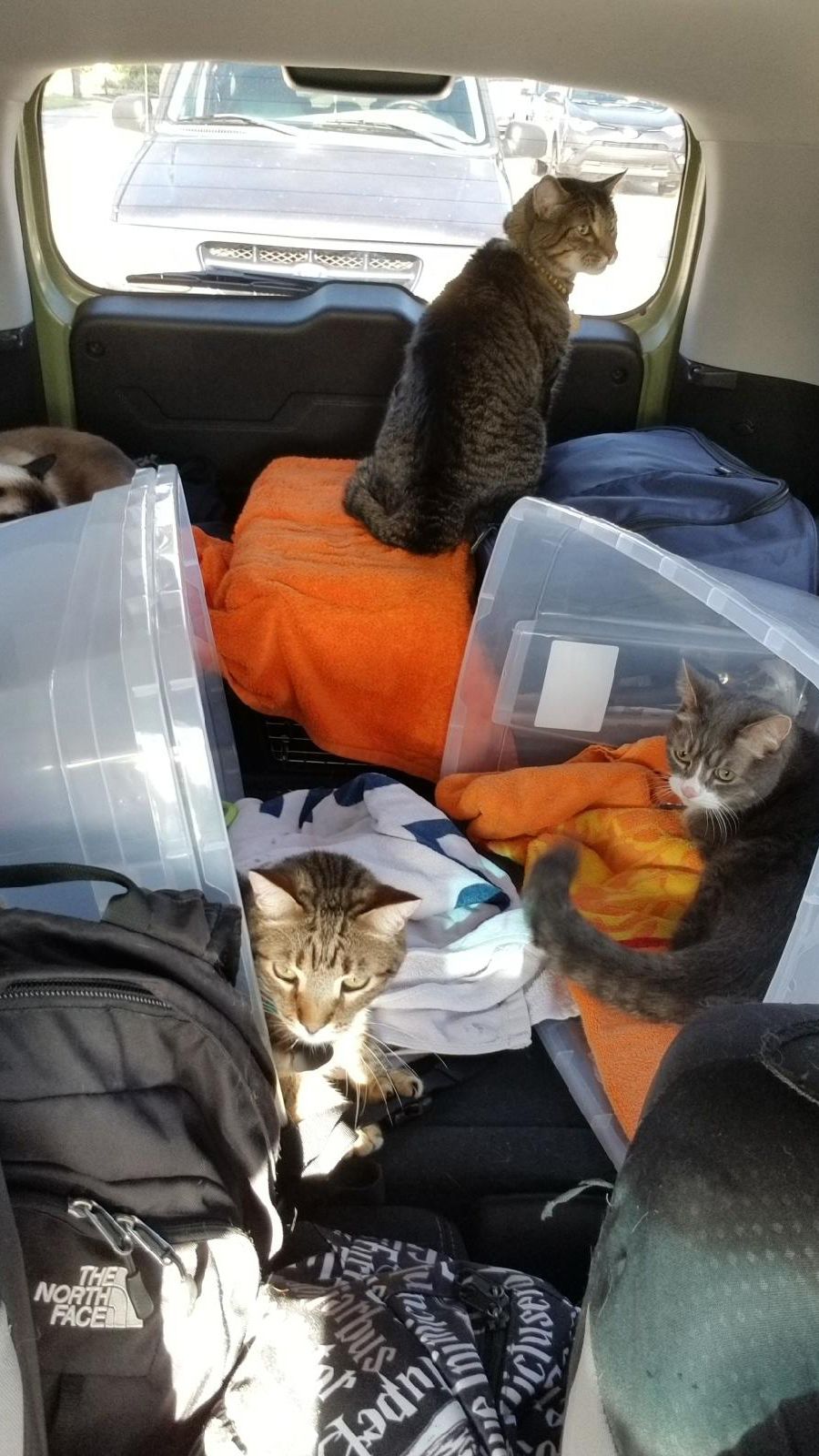 Traveling with cats