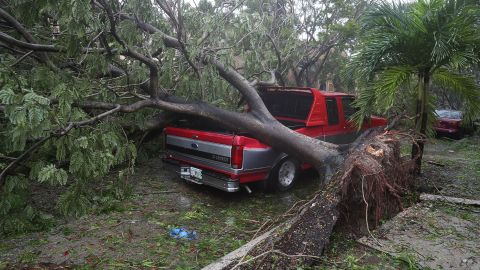 A tree lies on a pickup truck after being knocked down by the high winds in Miami on September 10.