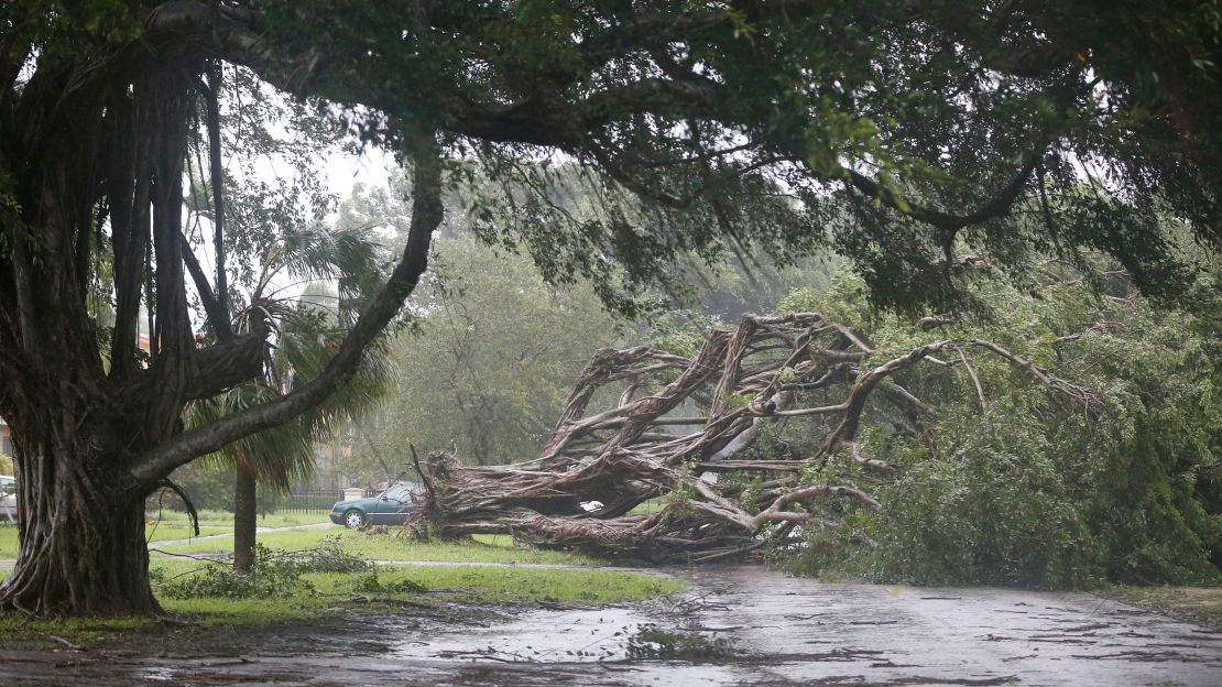 A large tree blocks a road in Coral Gables, southwest of Miami, on September 10.