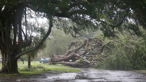 A large tree blocks a road in Coral Gables, southwest of Miami, on September 10.