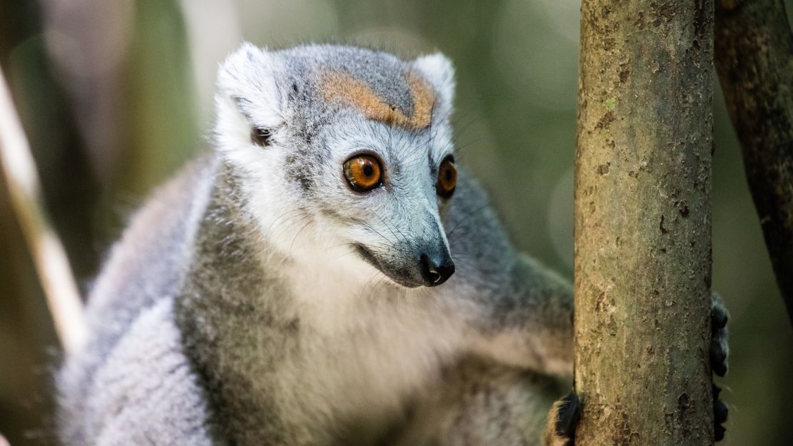 Brown lemurs are among the dozens of lemur species found only in Madagascar.