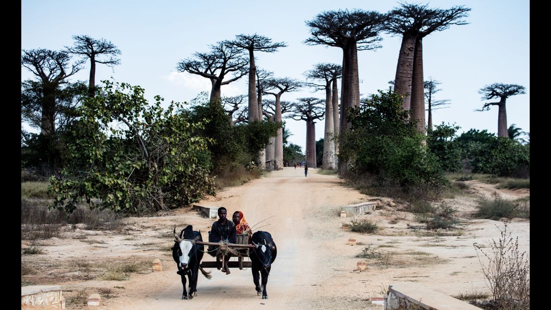 Madagascar's famed baobab trees are just one of the rare plant and animal species that are native to the island.