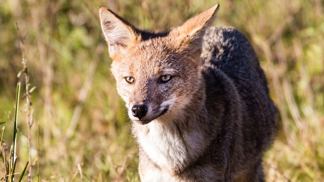 A fox in the Iberá Wetlands region of Argentina, one of South America's largest and most ecologically diverse wetlands. Doug and Kris Tompkins have played a pivotal role in acquiring land that will constitute the future Iberá National Park.