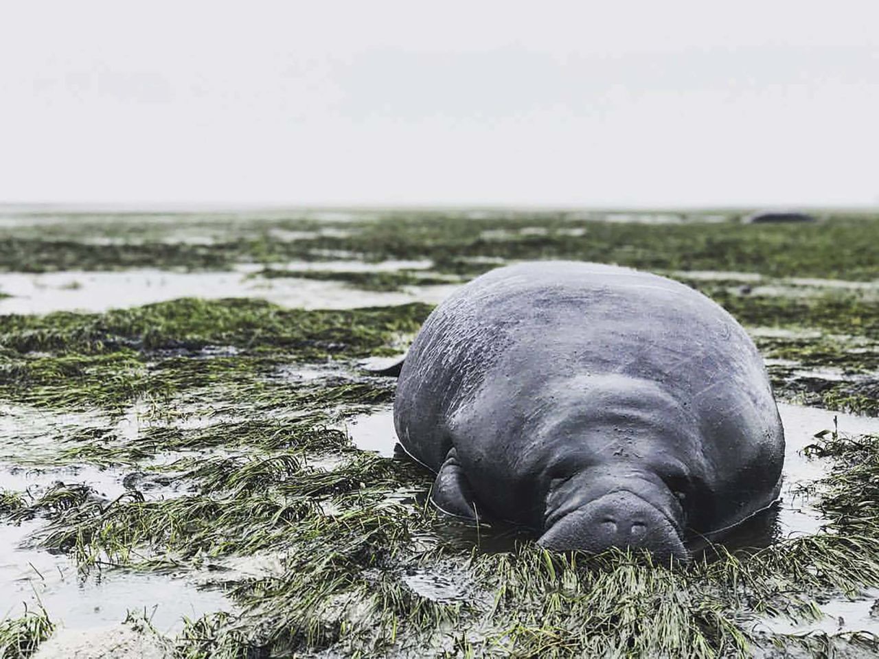 A manatee lies stranded September 10 after waters receded during Irma's approach in Manatee County, Florida.