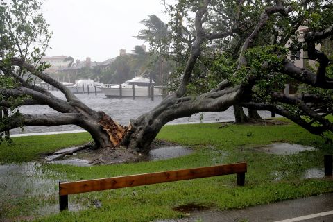 High winds split this large tree in half in Fort Lauderdale.