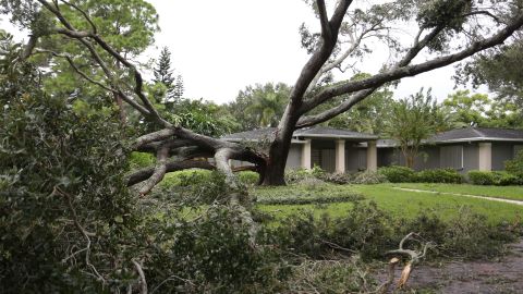 A split oak tree sits in a yard after Hurricane Irma passed through Tampa.