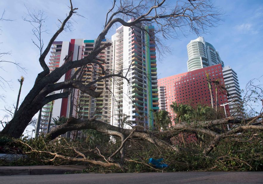 A felled tree blocks a street in downtown Miami on September 11.