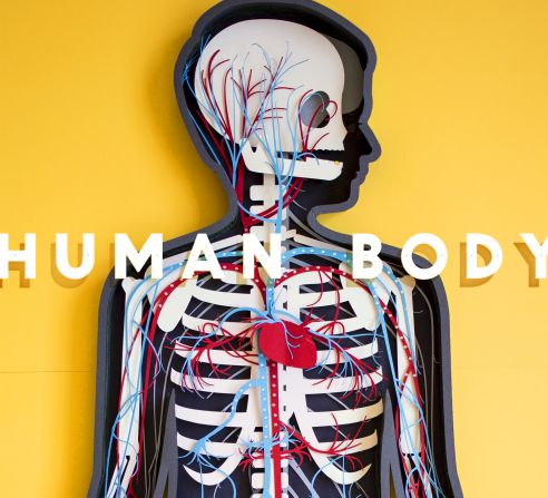 The Human Body, launched by Tinybop in 2013, is an app that teaches children about their anatomy. The artwork was done by Kelli Anderson.