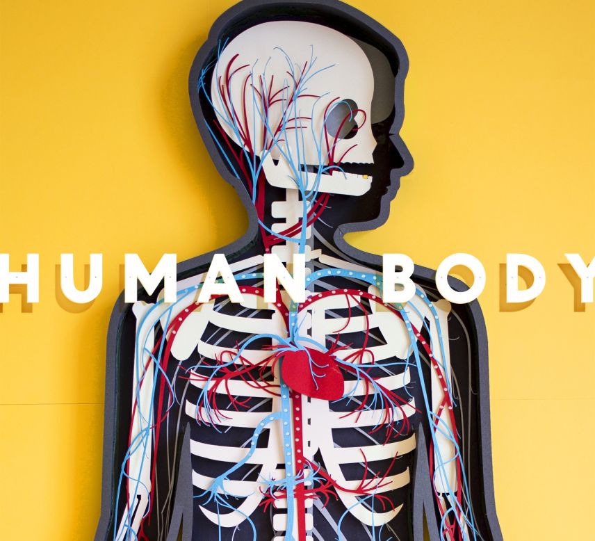 The Human Body, launched by Tinybop in 2013, is an app that teaches children about their anatomy. The artwork was done by Kelli Anderson.