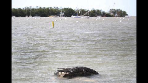 A crocodile appears at the Dinner Key Marina in Miami on September 11.