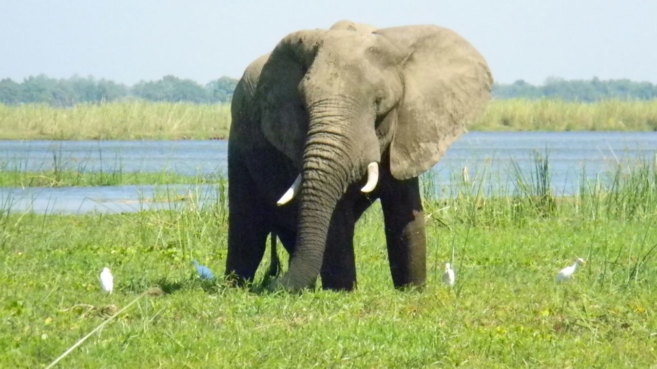 The lower part of the Zambezi River is full of remarkable wildlife such as elephants, crocodiles and hippos.