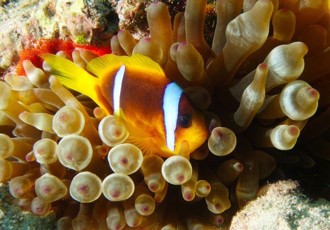 Taking kids to an aquarium to see "Nemo" would be a tough task for someone with trypophobia. From brain coral to polyps, the sea is filled with recurring clusters of holes and bumps. <br /><br />"When I'm with my kids, it can ruin the moment if we are doing something special," said Jennifer Andresen, who has suffered from trypophobia since she was a child herself. <br />"At one of the playgrounds there is a honeycomb looking thing and I can't take them to play there anymore." 