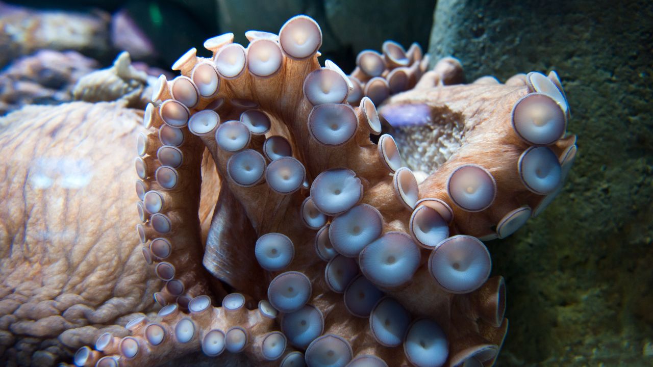 Trypophobia can often interfere with daily life. "I was on holiday with my friends, and they ordered octopus," said Sue. "I couldn't bear to watch them eating, but they were very supportive and put a menu up between me and their meal."  