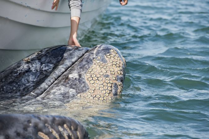 Something as simple as watching a nature documentary on whales can be full of images that might trigger distaste.