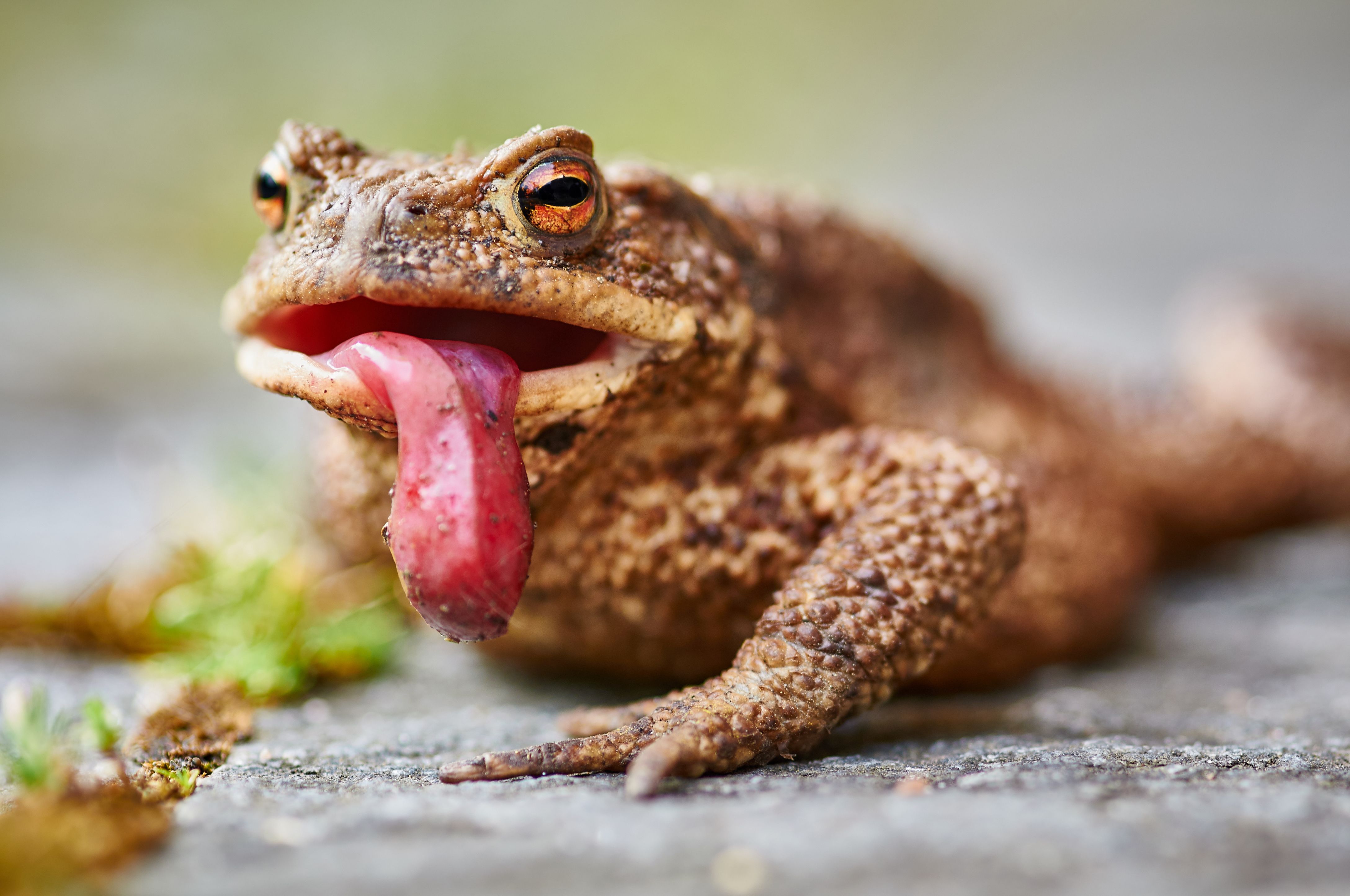 trypophobia frog
