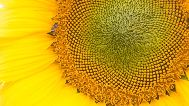 Nature can be a minefield of triggers for those with trypophobia. This beautiful sunflower is filled with terrifying clusters of bumps that could easily spark reactions ranging from distaste to an attack of anxiety.