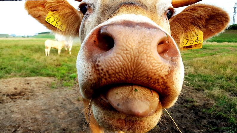 Even the nose and tongue of this curious cow might be a cause for distaste if a person with trypophobia was on the receiving end.