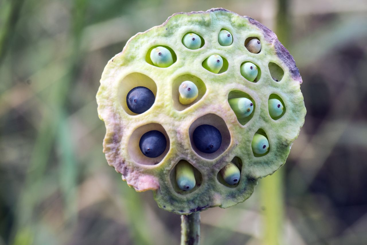 This lotus pod might look weirdly beautiful to some, but to those who suffer from trypophobia, an intense and irrational fear of holes, bumps and clusters, this image could cause a full-blown anxiety attack. Lotus pods are one of the most well-known triggers of this phobia. 
