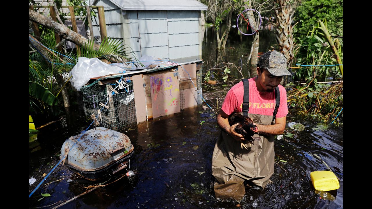 Jose Encarnacion pulls a chicken from a cage as he gathers belongings from his flooded house in Bonita Springs, Florida, on September 12.