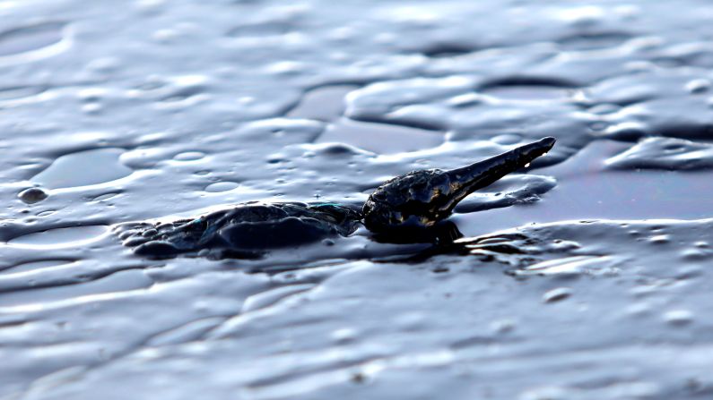 A bird is covered in oil near the shores of Greece's Salamis island on Tuesday, September 12. An oil tanker sank there a couple of days before.