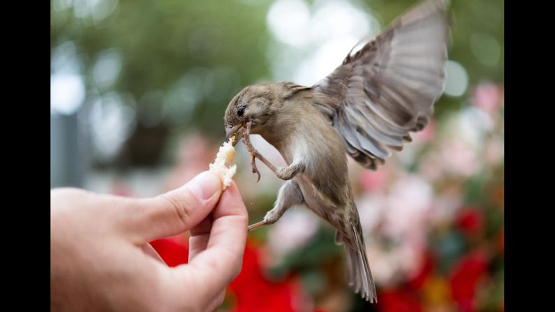 A sparrow gets a piece of bread at a park in Dresden, Germany, on Wednesday, September 13.