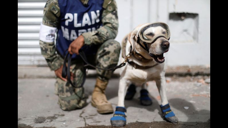 A member of the Mexican Navy kneels next to a rescue dog as they work near <a href="http://www.cnn.com/2017/09/08/americas/gallery/mexico-earthquake-2017/index.html" target="_blank">earthquake damage</a> in Juchitan, Mexico, on Sunday, September 10.