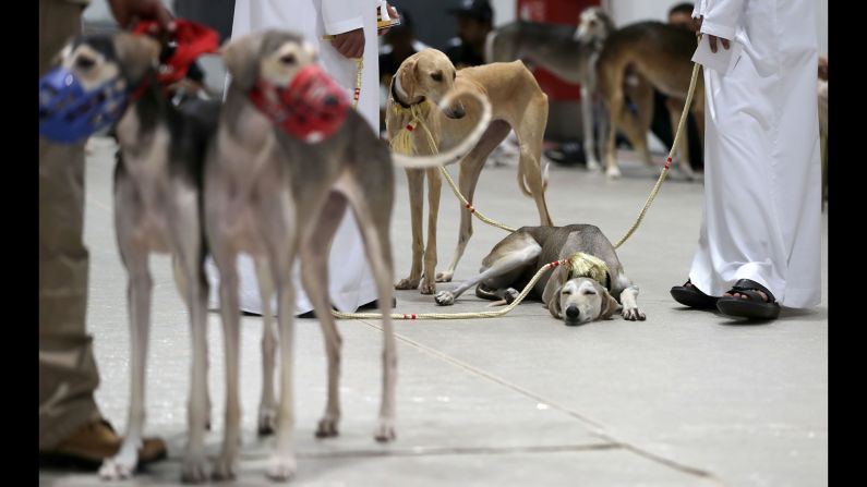 A dog rests during the Arabian Saluki Beauty Contest, a dog show in Abu Dhabi, United Arab Emirates, on Thursday, September 14.