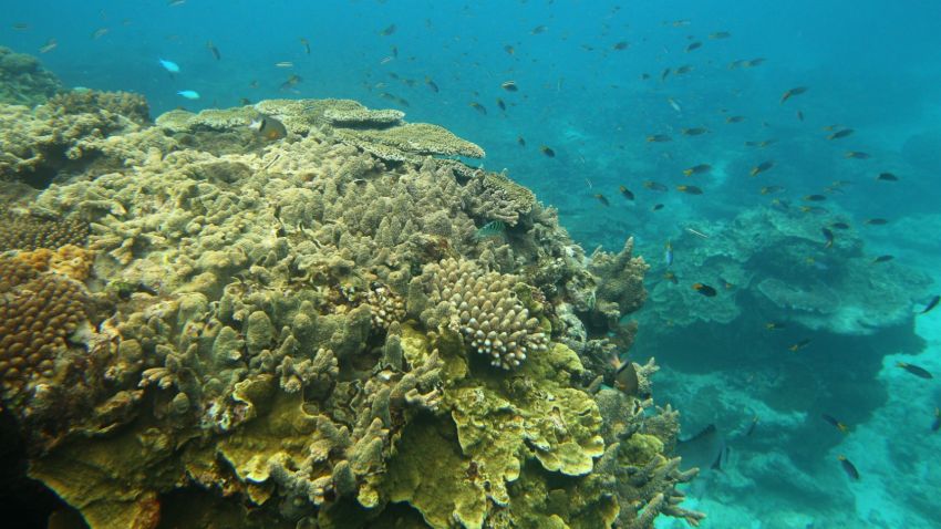 LADY ELLIOT ISLAND, AUSTRALIA - JANUARY 15: Fish are seen swimming around coral formations on January 15, 2012 in Lady Elliot Island, Australia. Lady Elliot Island is one of the three island resorts in the Great Barrier Reef Marine Park (GBRMPA) with the highest designated classification of Marine National Park Zone by GBRMPA. The island of approximately 40 hectares lies 46 nautical miles north-east of the Queensland town of Bundaberg and is the southern-most coral cay of the Great Barrier Reef. (Photo by Mark Kolbe/Getty Images)