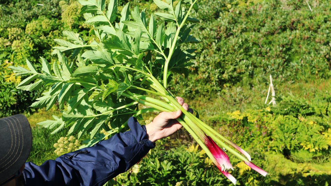 Angelica plants, known locally as kuannit, give this part of the island its name. "You can just take them and pick them up and eat them," Mølgaard says. "They taste like gin."