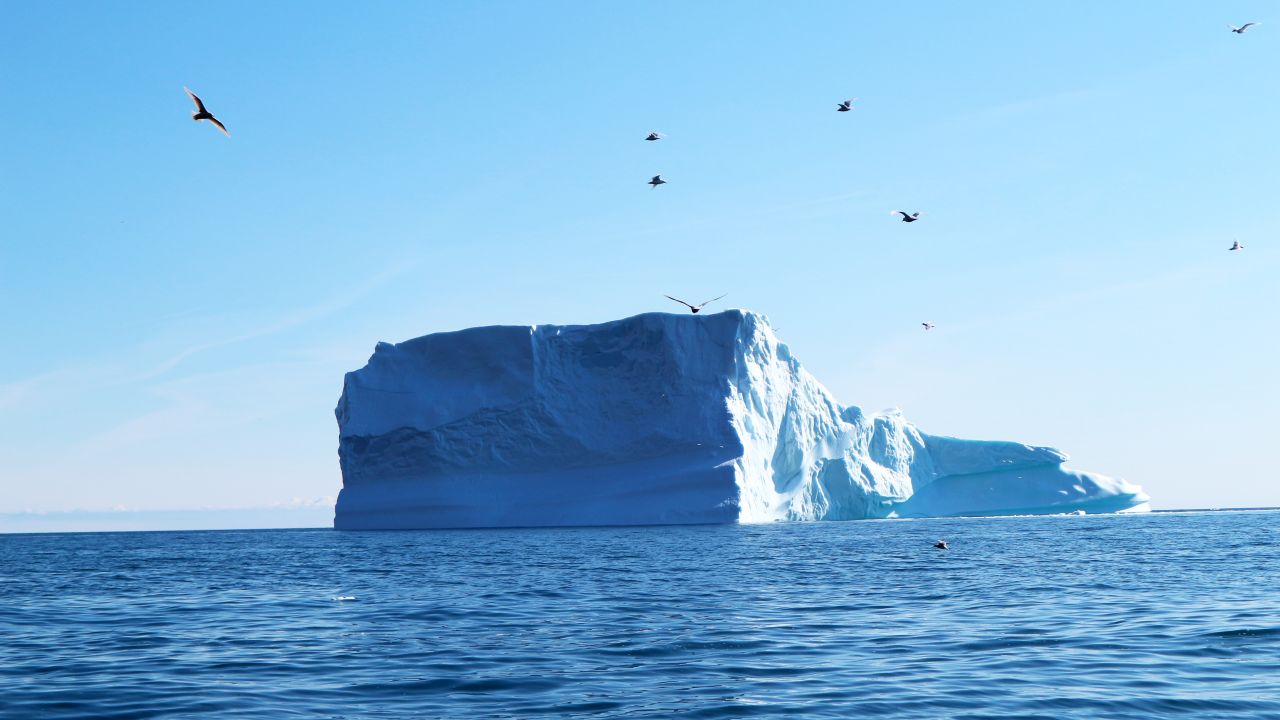 Icebergs adorn the coast, shimmering in the sun and calving often.