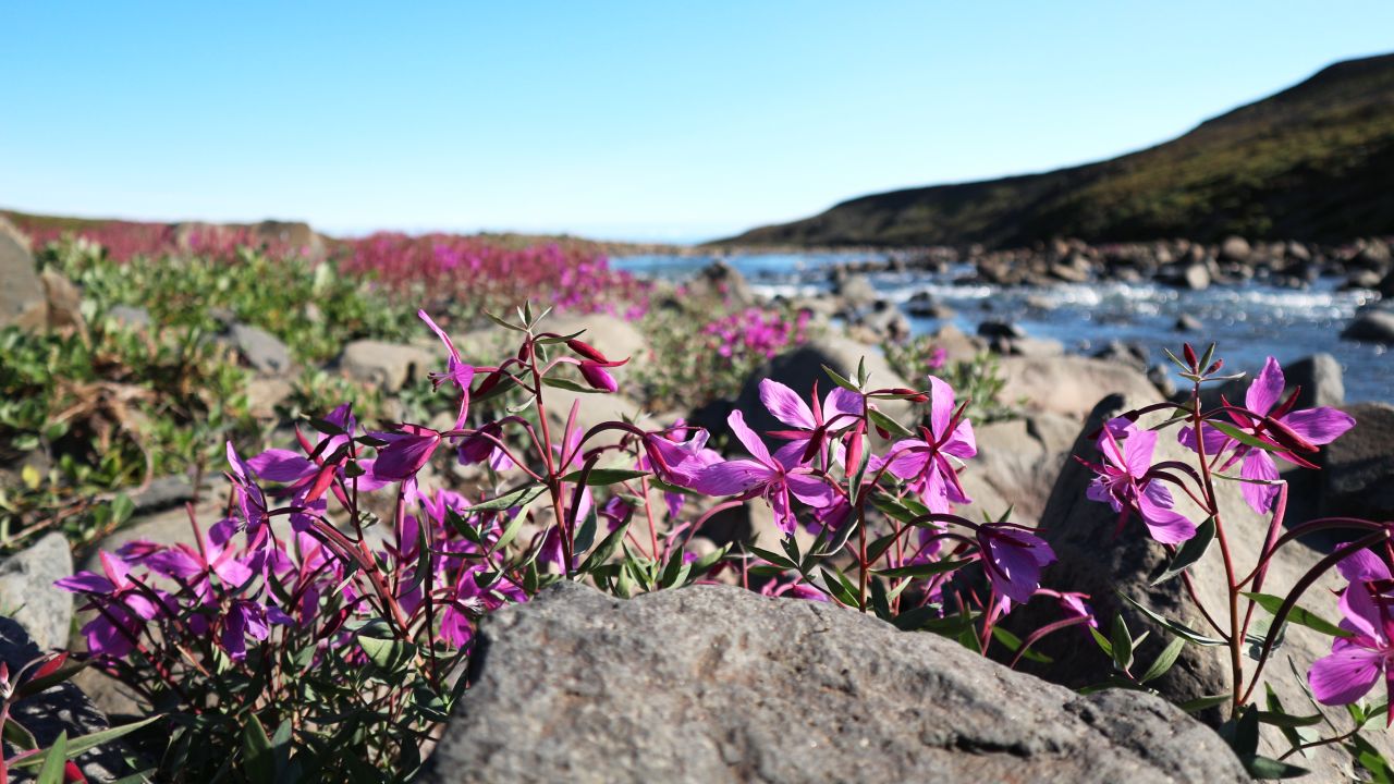 The "young girl," Greenland's national flower, lines the banks of the valley's streams, named after the legend of a child who died. She was buried, winter came, and when the snow melted, her grave was covered in beautiful pink blooms. 