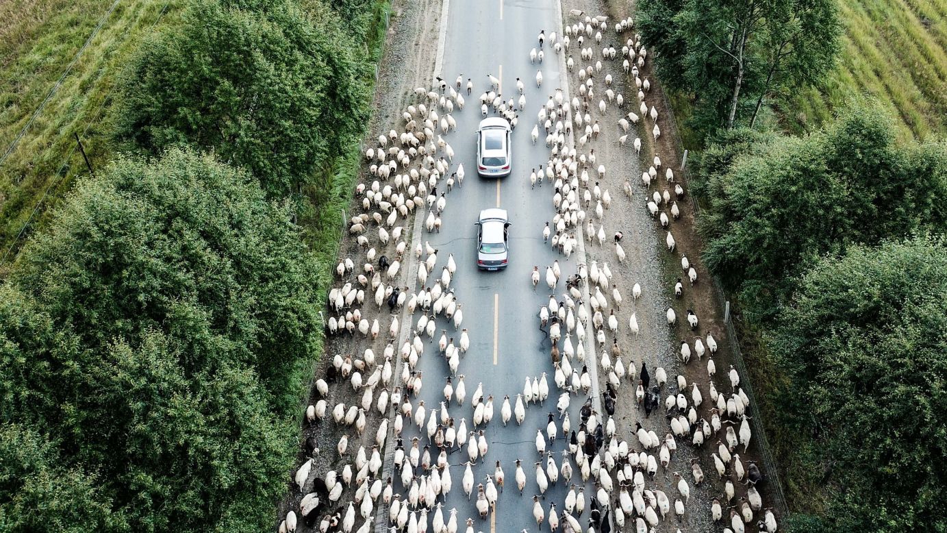 <strong>Guinan, China: </strong>Sheep are herded along a roadway in Guinan County, in northwest China's Qinghai Province. September is an annual migration time for the animals in Guinan.