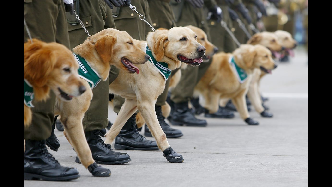 Police dogs in Santiago, Chile, line up Tuesday, September 19, as they participate in celebrations marking the Day of the Glories of the Army.