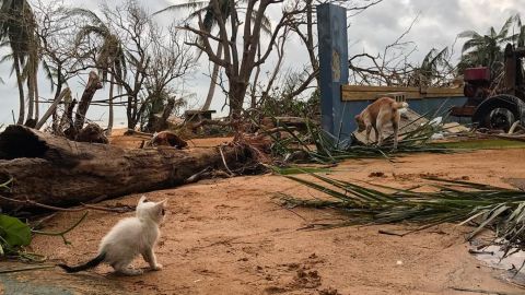 In Luquillo, Puerto Rico, animals wander through the hurricane damage looking for food.