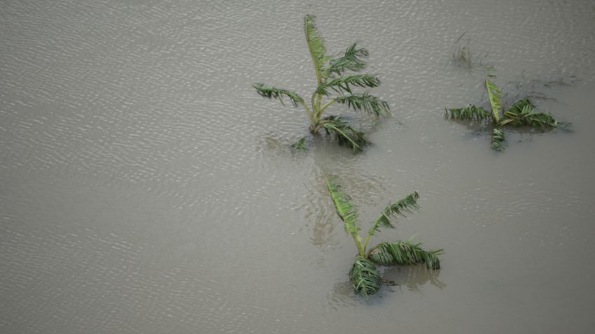 A plantain field stands under water after the passing of Hurricane Maria in Yabucoa, Puerto Rico, Thursday, September 21, 2017. As of Thursday evening, Maria was moving off the northern coast of the Dominican Republic with winds of 120 mph (195 kph). The storm was expected to approach the Turks and Caicos Islands and the Bahamas late Thursday and early Friday.