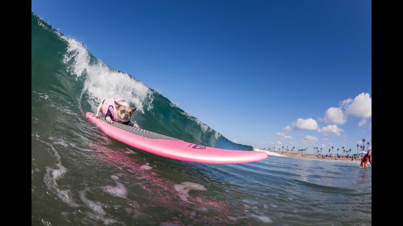 Cherie, a French bulldog, competes in the Surf City Surf Dog event on Saturday, September 23. The annual dog-surfing competition takes place in Huntington Beach, California.