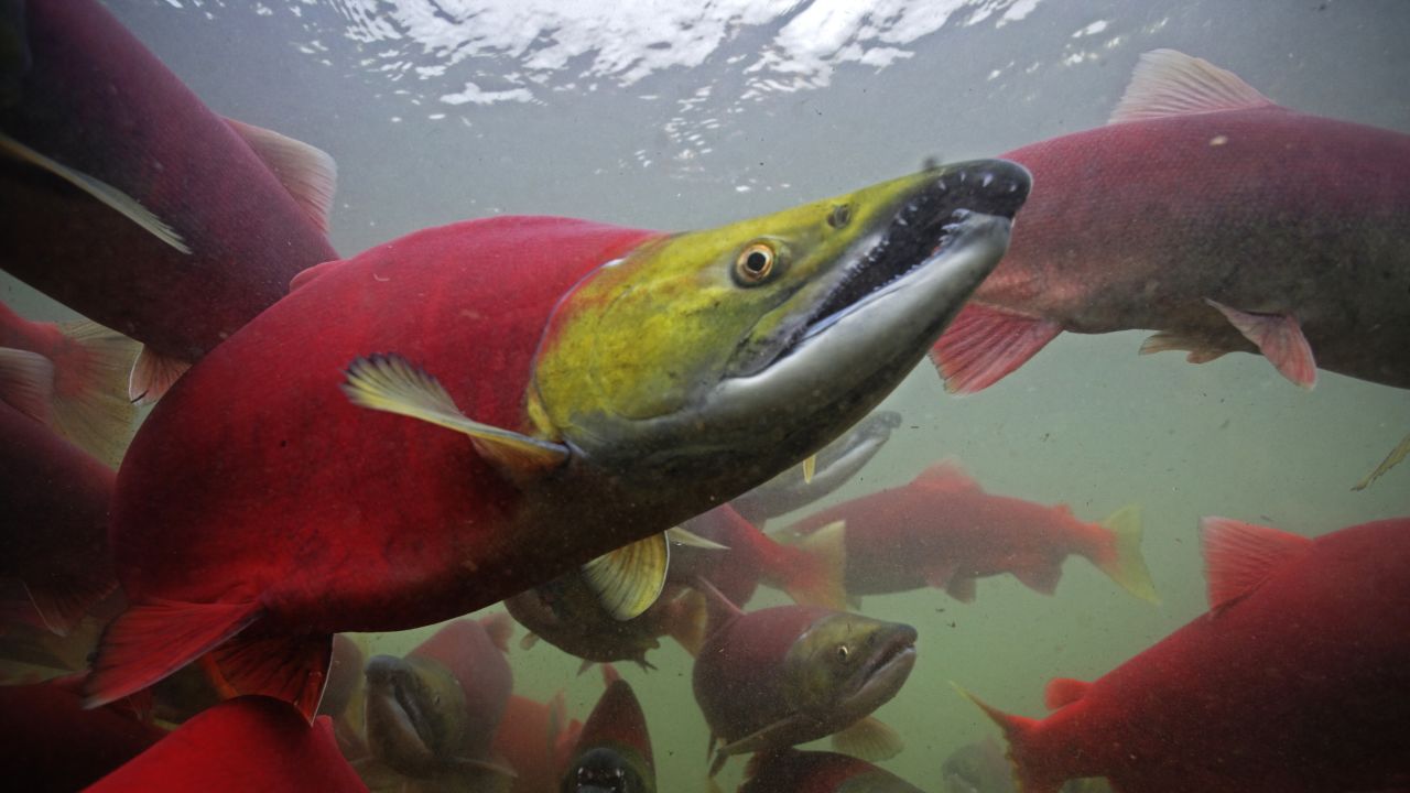 Sockeye salmon find their way from the ocean to their natal stream.