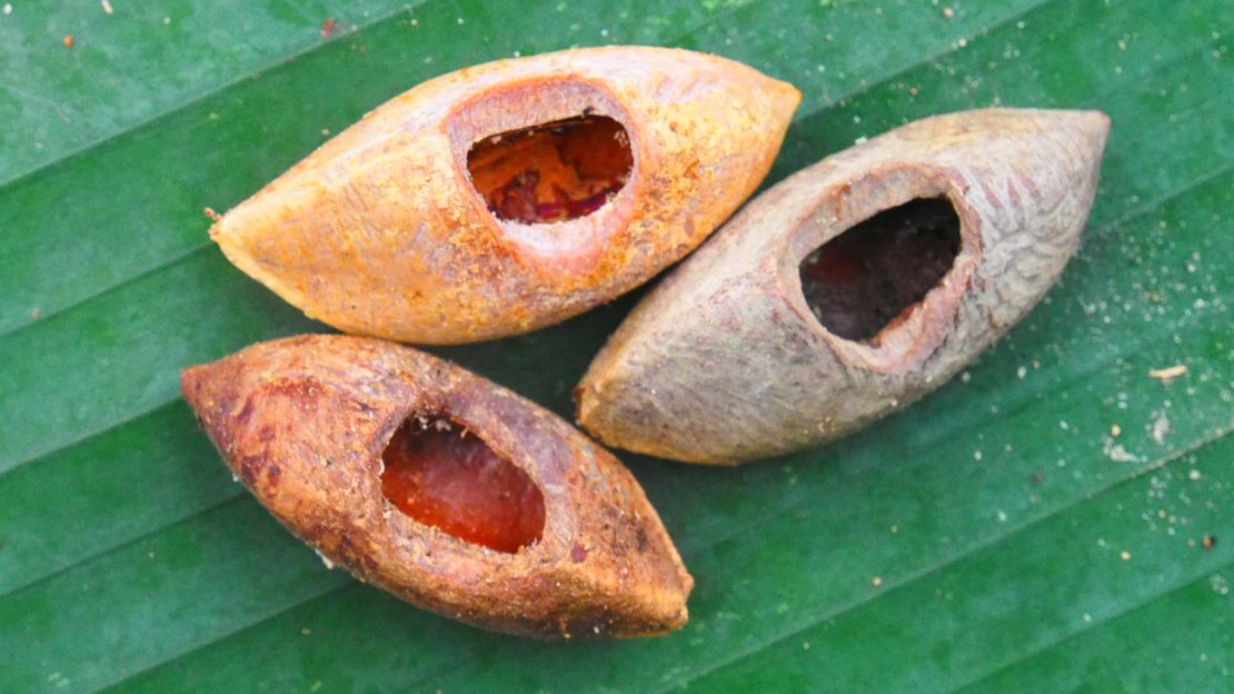 Evidence of nuts with circular holes removed by rats in the Solomon Islands.