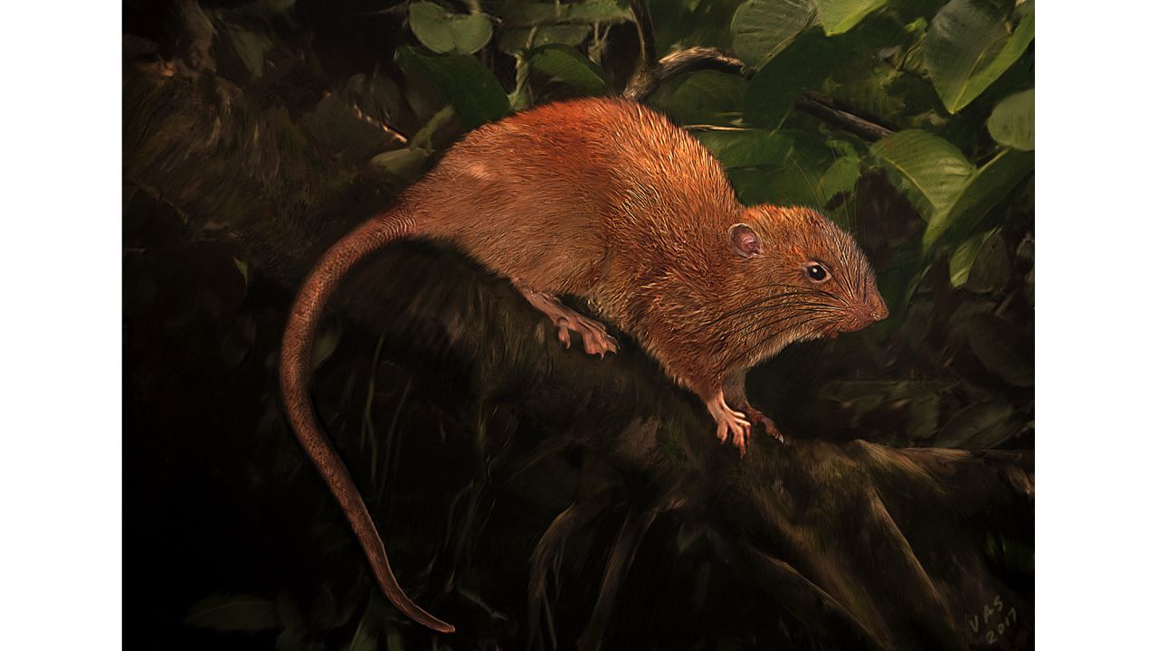 An illustration of the newly discovered giant tree rat, Uromys vika, known by the locals as "vika." 