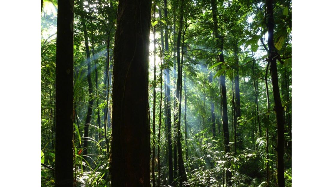 The rainforest on Vangunu Island.