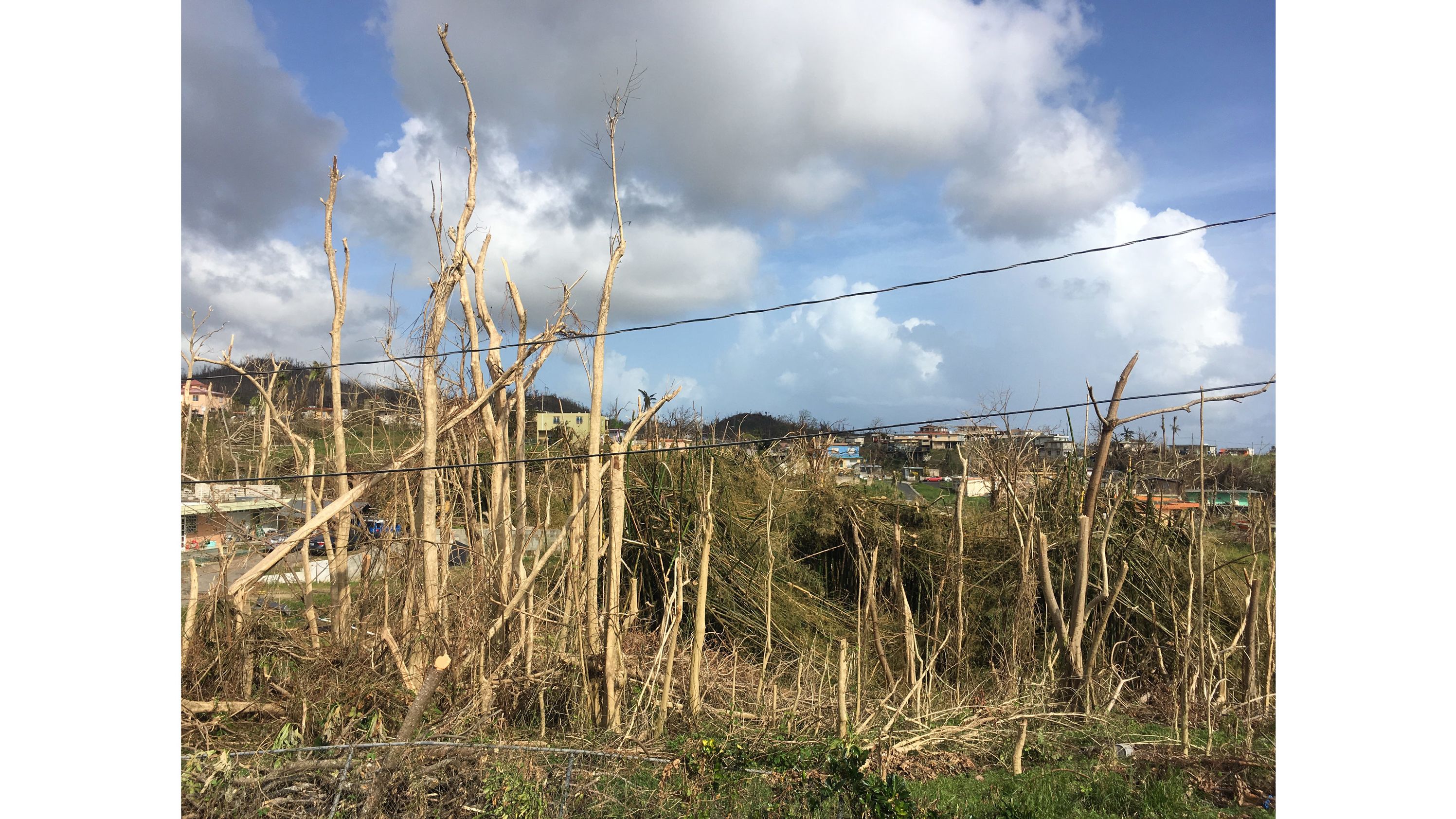 The lush landscape of Puerto Rico was blown away by Maria.