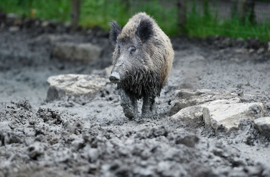 Earlier in September, wild boars had dug holes in a section of the track just days before the Arc trials. This is a picture of a board at the Animal Park of Sainte-Croix in Rhodes, eastern France from May 2016.