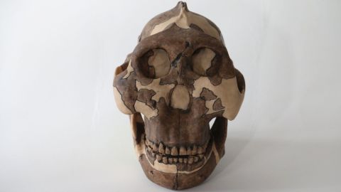 Standing about 4 feet tall, early human ancestor Paranthropus boisei had a small brain and a wide, dish-like face. It is most well-known for having big teeth and hefty chewing muscles. 