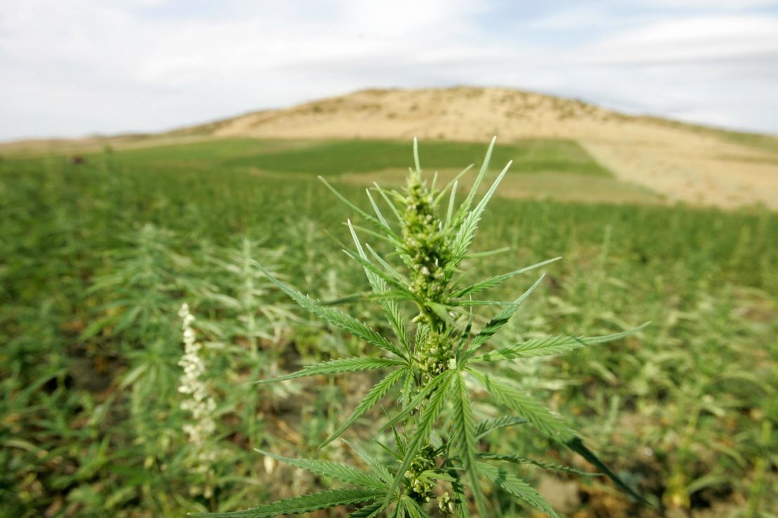 Cannabis plantations in the northern Moroccan Larache region.