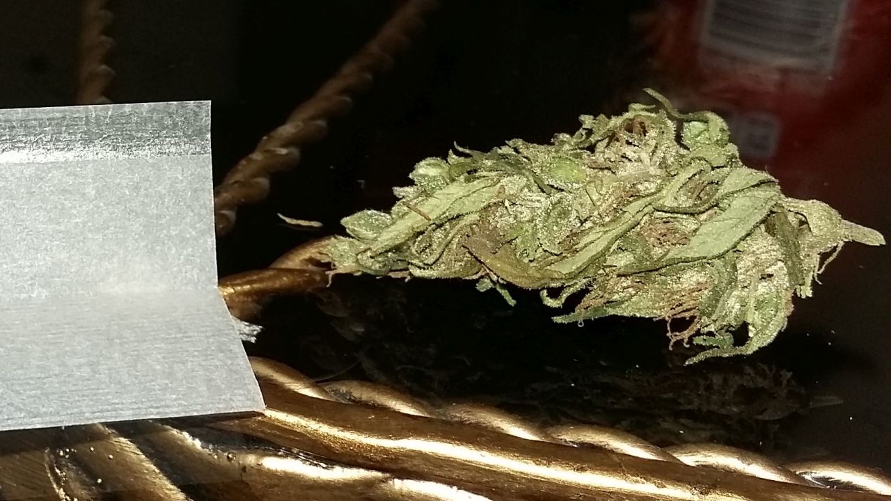 'Malawi Gold' is among the most popular strains of cannabis in the US.