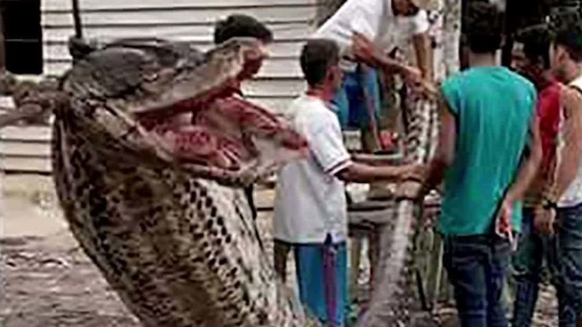 indonesian man kills python after attack_00001523.jpg