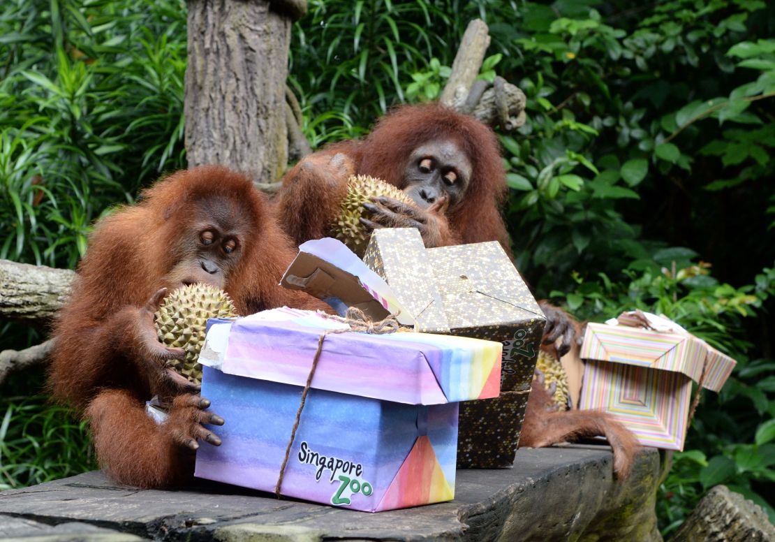 Orangutans eat durian at Singapore zoo.