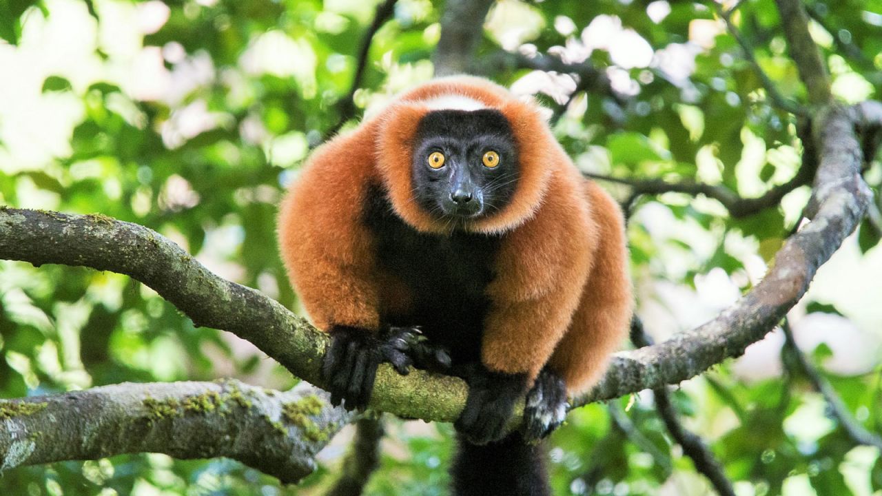 Almost 80 per cent of the species on the island can not be found anywhere else in the world.